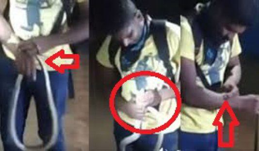 வெறும் கையால் நாகப் பாம்பை பிடித்த இளைஞன்..! அடுத்த நொடி அரங்கேறிய பகீர் சம்பவம்!