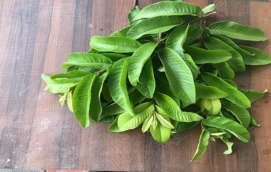 இந்த இலையின் மதிப்பு தெரியுமா? ஆச்சர்யப்படும் விலையில் விற்கும் இலை…!