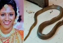 விஷப்பாம்பை ஏவி மனைவி கொலை!… இதற்காக தான் செய்தேன்- கணவனின் திடுக்கிடும் வாக்குமூலம்!!