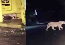 தூங்கிக்கொண்டிருந்த இளைஞர் நெஞ்சின் மேல் கால் வைத்த சிங்கம்! கண்விழத்த போது காத்திருந்த அதிர்ச்சி.!!