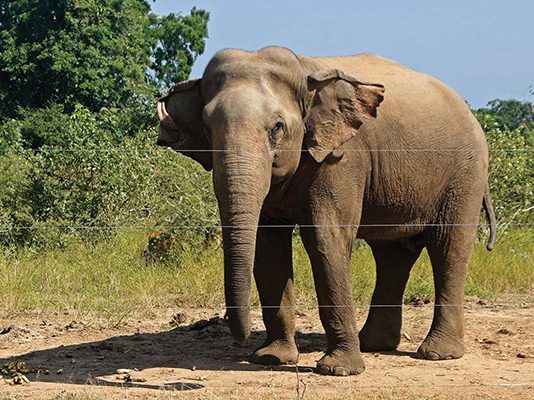 யானையிடமிருந்து தப்பித்து ஓடும் போது… நொடிப்பொழுதில் நடந்த துயர சம்பவம்!!