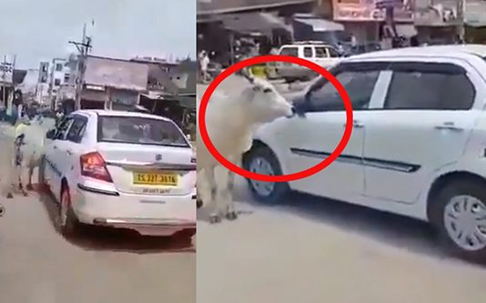 தாசில்தாரை அரை மணி நேரமாக துரத்தி சென்ற பசு மாடு! காரணம் தெரிஞ்சா ஷாக்காகிடுவிங்க…!.