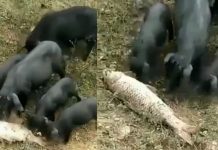 துடித்துடித்து கிடந்த மீனின் உயிரை காப்பாற்ற போராடிய பன்றிக்குட்டிகள்!!