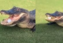 பந்தை கேட்ச் பிடிக்கும் ராட்சத முதலை! மில்லியன் பேர் பார்த்த அரிய காட்சி..!