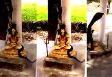 சிவனின் கழுத்தில் ஏறி படம் எடுத்த மிக நீளமான ராஜநாகம்! இறுதி வரை அசையாமல் காட்சி கொடுத்த அதிசயம்… அலண்டு ஓடிய பக்தர்கள்..!