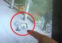 குட்டி பூனையால் சுயநினைவை இழந்து நடுரோட்டில் சுருண்டு விழுந்த நபர்! சிசிடிவியில் சிக்கிய அதிர்ச்சி காட்சி!!