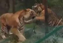 வெறித்தனமாக சண்டையிட்டுக்கொண்ட இரண்டு புலிகள்…. அசந்துப்போன பார்வையாளர்கள்…!