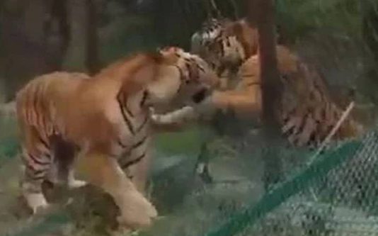 வெறித்தனமாக சண்டையிட்டுக்கொண்ட இரண்டு புலிகள்…. அசந்துப்போன பார்வையாளர்கள்…!