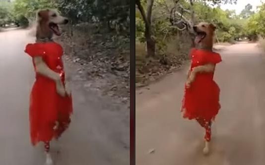 மார்டன் உடையில் வளம் வரும் நாய் குட்டி ! வாய்ப்பிளந்து பார்க்கும் பார்வையாளர்கள்…. குவியும் லைக்ஸ்!!
