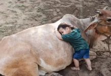 இம்சித்து ஆட்டுவிக்கும் குட்டி பையனுக்கு தாயான பாசக்கார மாடு! அசால்டாக கொஞ்சி விளையாடும் காட்சி… மெய்சிலிர்க்க வைத்த பாசம்!!