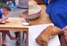 மகனுக்கு துரோகம் செய்து விட்டு ஏமாந்து போன தந்தை! இறுதியில் பாசக்கார நாய் குட்டியால் கிடைத்த பதிலடி!