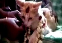 கர்ப்பமான பூனை! ஏழு வகையான சீர்வரிசைகளுடன் ஆடம்பரமாக நடந்த வளைகாப்பு : ஷாக்கான உறவினர்கள்!!