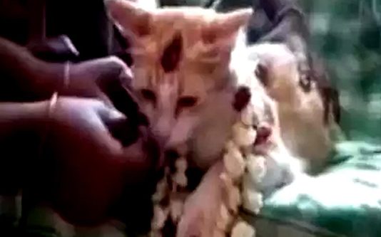 கர்ப்பமான பூனை! ஏழு வகையான சீர்வரிசைகளுடன் ஆடம்பரமாக நடந்த வளைகாப்பு : ஷாக்கான உறவினர்கள்!!