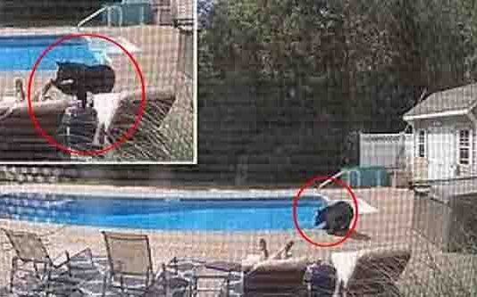 சொகுசாக உறங்கிகொண்டிருந்த நபரை தட்டி எழுப்பிய கரடி.. இறுதியில் நடந்த சுவாரசியம் என்ன தெரியுமா?