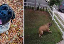 80 கிலோ எடை கொண்ட நாயிடமிருந்து நூலிழையில் உயிர் தப்பிய நபர்!