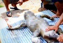 மரணத்தின் பிடியில் இருந்து காப்பாற்றப்பட்ட நபர்! முதலையை பழிக்கு பழி தீர்க்க கிராம மக்கள் செய்த செயல்!!