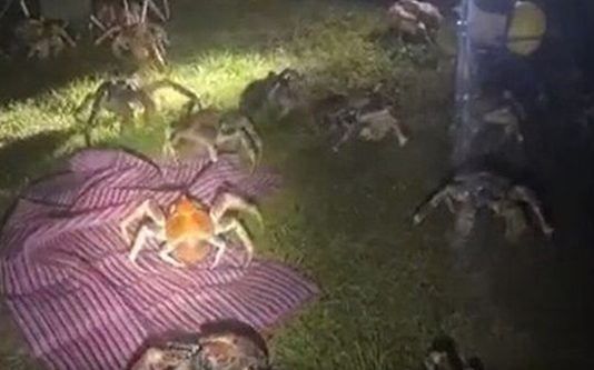 குழந்தைகளுடன் முகாமிட்டிருந்த குடும்பம்: பார்பிக்யூ வாசனையை கண்டுபிடித்து வந்த ராட்சத உயிரினங்கள்!!