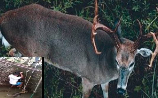 கிணற்றில் விழுந்த மானை உயிரை பணயம் வைத்து காப்பாற்றிய நபர்; வீடியோவை வெளியிட்ட நடிகர் மாதவன்!!