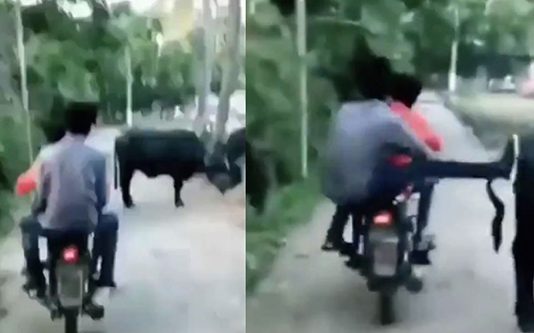 பசுவை எட்டி உதைத்த நபர்! இறுதியில் நொடியில் நடந்த அசம்பாவிதம் : இது தான் தன்வினை தன்னைச் சுடும்!!