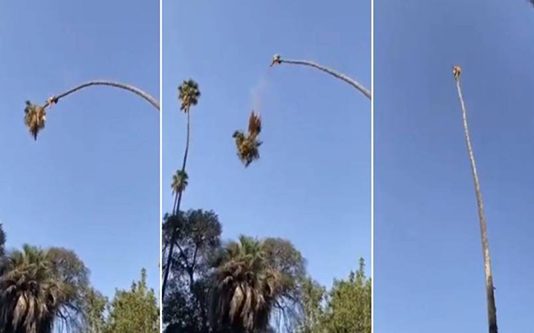 பனைமரத்தின் உச்சியில் ஏறி நபர் செய்த அதிர்ச்சி காரியம்.. பீதியை கிளப்பும் வீடியோ!!