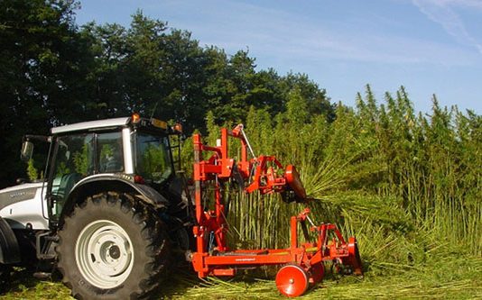 கஞ்சா திருடி பிடிபட்ட திருடர்களுக்கு காத்திருந்த மிகப்பெரிய ஏமாற்றம்!!