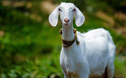 இலங்கையில் முதன்முறையாக வெற்றிகரமாக பிறந்த செயற்கை கருவூட்டல் ஆட்டுக் குட்டிகள்!!