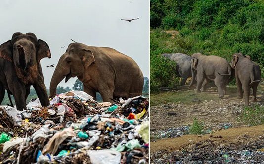 இலங்கையில் குப்பைகளில் தேங்கிக் கிடக்கும் உணவை தேடும் காட்டு யானைகள்! நெஞ்சை உருக்கும் புகைப்படங்கள்!!