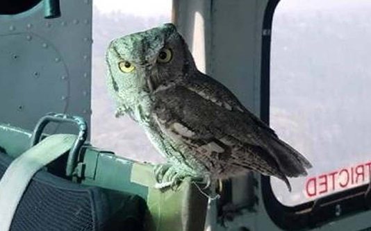 உயிரைக் காப்பாற்ற ஹெலிகப்டரில் தஞ்சம் புகுந்த ஆந்தை… தீயாய் பரவும் புகைப்படம்!!