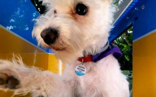 தன்னை தானே செல்ஃபி எடுத்து அசத்தும் நாய்! கோடிக்கணக்கான பார்வையாளர்களை மிரள வைத்த அழகிய வீடியோ!!