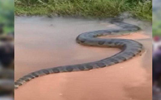 பிரேசிலில் ஆற்றை கடந்து செல்லும் 50 அடி நீளம் கொண்ட அனகோண்டா பாம்பு? வைரலாகும் வீடியோவின் உண்மை!!