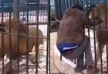 உயிரியல் பூங்காவில் பார்வையாளர்கள் முன் பந்தாவாக சிங்கத்தை தட்டிய ஊழியர்: அடுத்து நடந்த பயங்கரம்!!