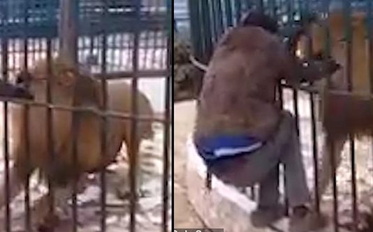 உயிரியல் பூங்காவில் பார்வையாளர்கள் முன் பந்தாவாக சிங்கத்தை தட்டிய ஊழியர்: அடுத்து நடந்த பயங்கரம்!!