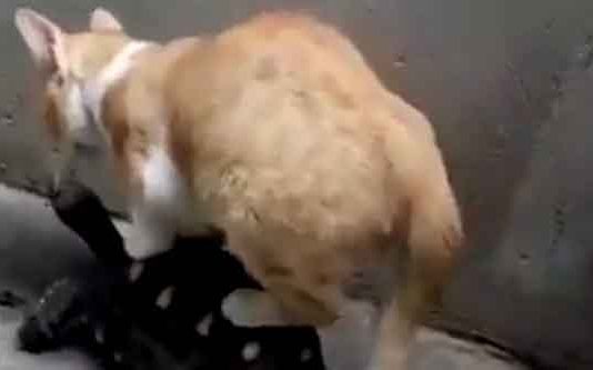 ஆமை மீது கூலாக அமர்ந்து சவாரி செய்யும் பூனை : வியக்க வைத்த காட்சி.!!