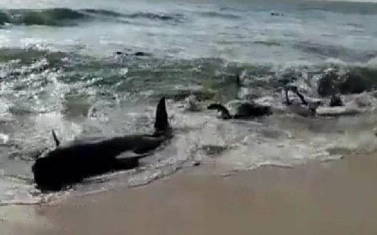 இலங்கையில் உயிருடன் கரையொதுங்கும் திமிங்கிலங்கள்; இயற்கையின் எச்சரிக்கையா? மக்கள் மத்தியில் அச்சம்!!