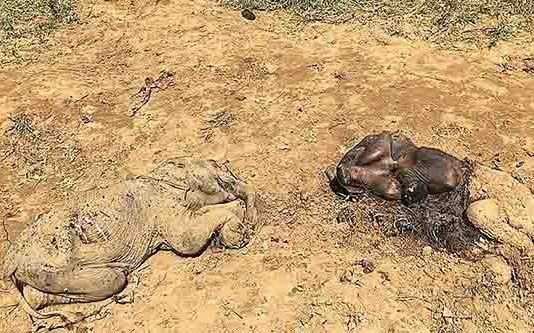 இலங்கையில் கண்டுபிடிக்கப்பட்ட அபூர்வ இரட்டைப் பிறவியான யானைக்குட்டிகள்: வெளியாகியுள்ள சோ க செய்தி!!