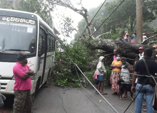 100 வருடங்கள் பழமையான மா மரமொன்று முறிந்து விழுந்ததால் வீடு, பேரூந்து சேதம்!!