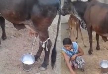 பாத்திரம் வைத்ததும் தானாகவே பால் கறக்கும் அதிசய மாடு… மில்லியன் பேர் ரசித்த வீடியோ இதோ..!!