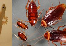 இயற்கையான முறையில் கரப்பான் பூச்சி, எலி போன்றவை வராமல் தடுக்க…..!