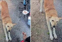 வி பத்தில் சிக்கி உயிருக்கு போ ரா டிய நபர்: ஓடோடி வந்து மக்களை அழைத்த “தெரு நாய்”..!!