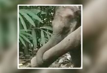 வழி நடத்திய கால்களை கட்டிக் கொ ண் டு அ ழு த குட்டியானை! – கேரள காட்டுக்குள் ஒரு க ண்ணீர் ச ம்பவம்!!