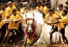 உலக பிரசித்தி பெற்ற பாலமேடு ஜல்லிக்கட்டு போட்டி இன்று ஆரம்பம்!!