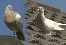 8,000 மைல்கள் கடந்த ஒரு புறா… பாராட்டுக்குப்பதில் ம.ர.ண த.ண் ட னை: சோகப் பின்னணி!!