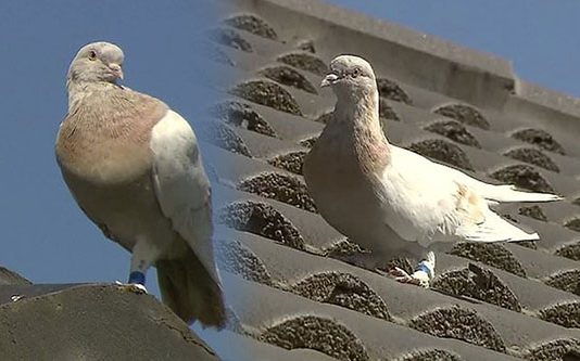 8,000 மைல்கள் கடந்த ஒரு புறா… பாராட்டுக்குப்பதில் ம.ர.ண த.ண் ட னை: சோகப் பின்னணி!!