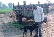 செல்ல நாய் பெயரில் 9 ஏக்கர் நிலத்தை எழுதி வைத்த நபர்: அவர் சொன்ன காரணம்!