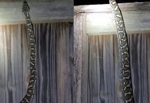 தோட்டத்துக்கு சென்ற பெண்… ஆளுயரத்திற்கு எழுந்து நின்ற மலைப்பாம்பு: ஒரு திகில் வீடியோ!