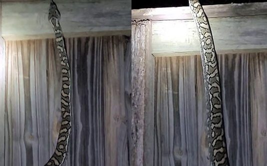 தோட்டத்துக்கு சென்ற பெண்… ஆளுயரத்திற்கு எழுந்து நின்ற மலைப்பாம்பு: ஒரு திகில் வீடியோ!