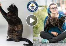 உலகின் புத்திசாலி பூனை : கின்னஸ் சாதனை படைத்த அதிசயம்!!