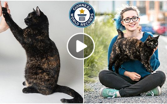 உலகின் புத்திசாலி பூனை : கின்னஸ் சாதனை படைத்த அதிசயம்!!