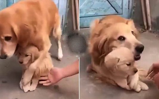 நாயிடம் எஜமானர் செய்த செயல்… க ண்க லங்க வைத்த பாசப்போராட்டம்!