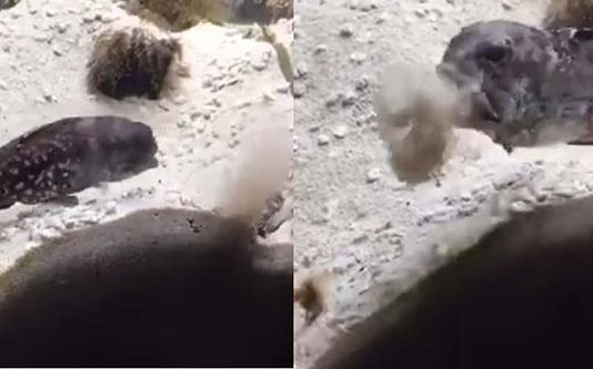 மீன் தொட்டிக்குள் மண்ணை அள்ளிப்போட்டு ச.ண்.டையிட்ட மீன்கள்… நம்பமுடியாத விசித்திர காட்சி!!